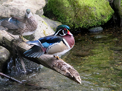 photo editing Wood Duck After